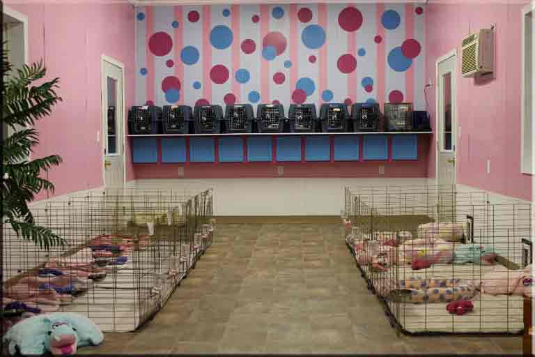 Our Maltipoo Puppies room