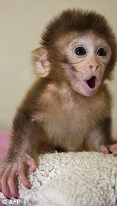 capuchin monkey