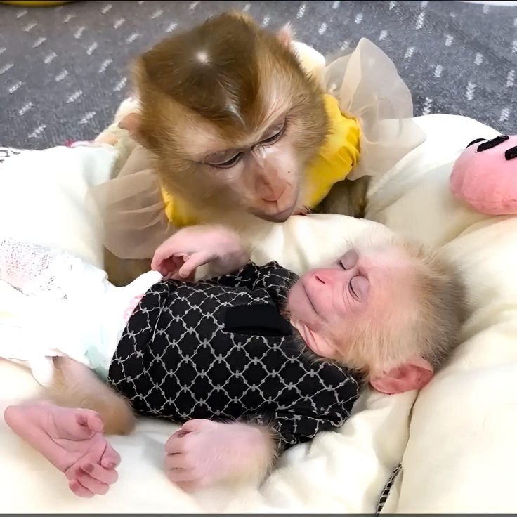 capuchin monkey