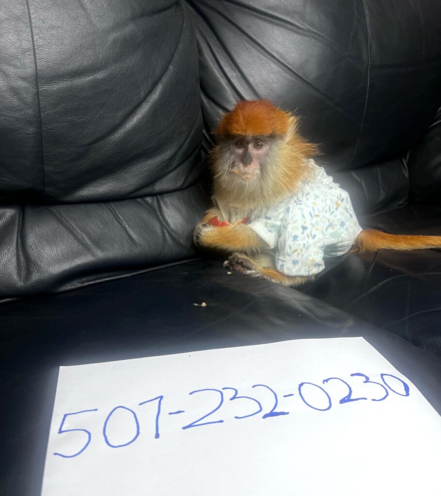 capuchin monkey for sale