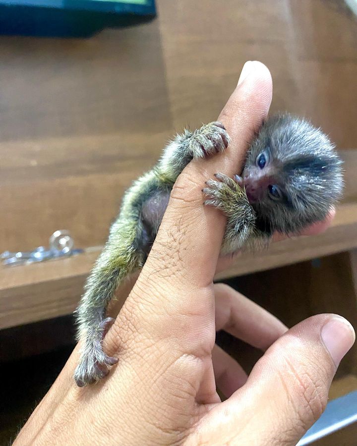 finger monkey for sale