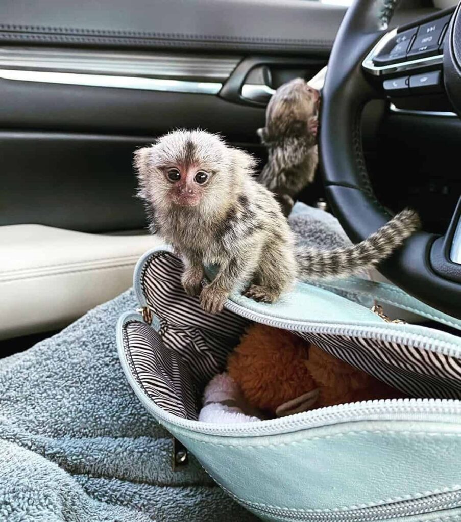 finger monkey for sale