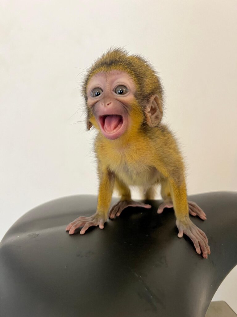 EXOTIC HOME PETS