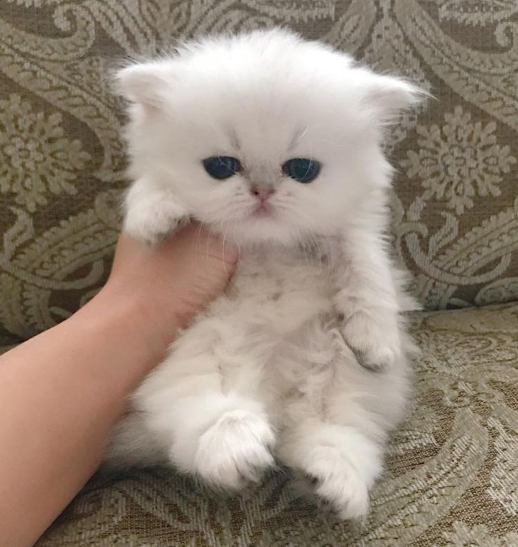 persian cat