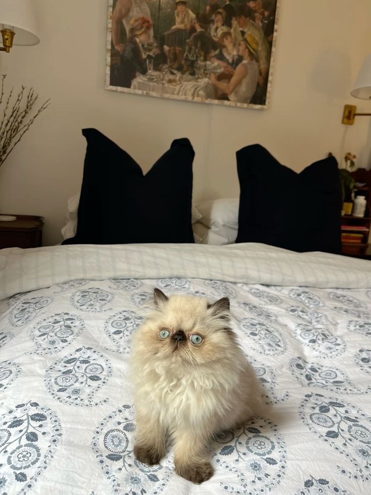 persian kittens for sale