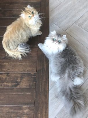 persian cat for sale near me