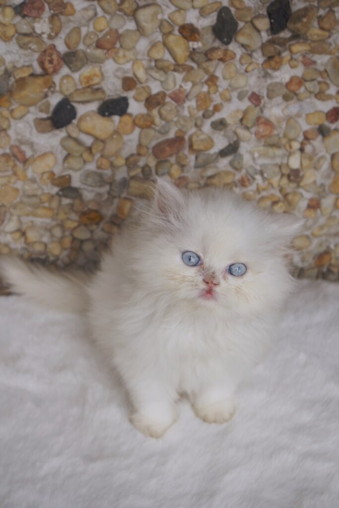 persian kittens for sale