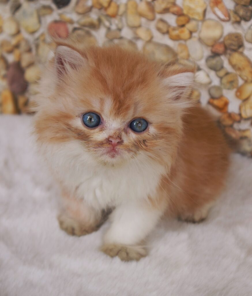 persian kittens