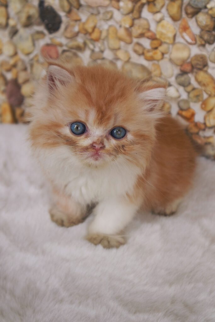 persian kittens for sale