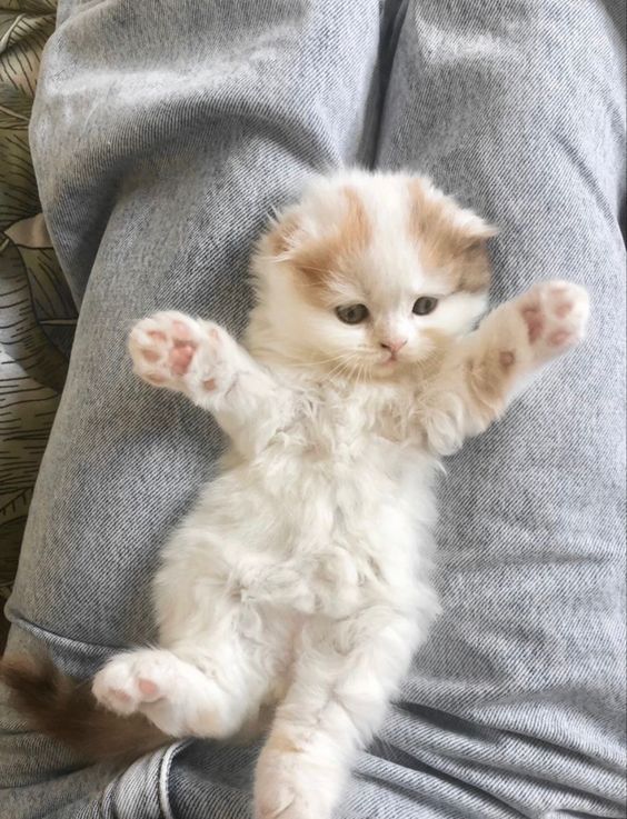 persian cat for sale near me