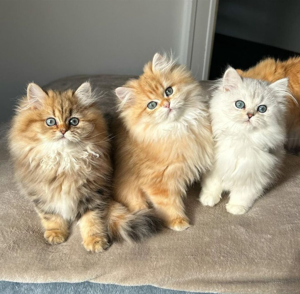 persian kittens