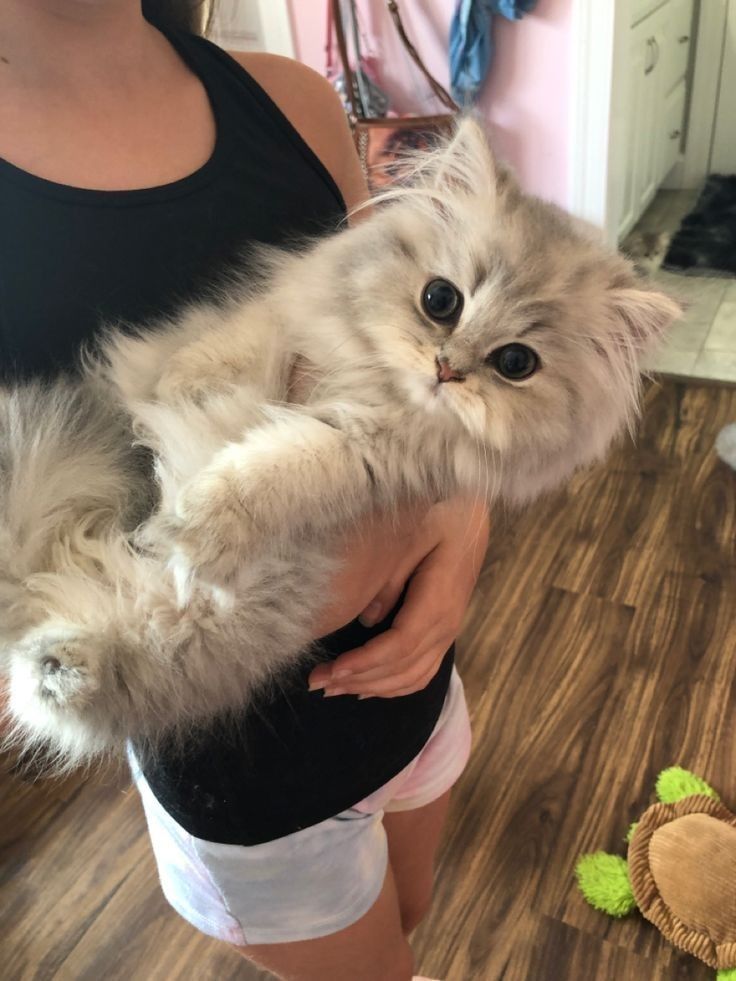 persian kittens for sale